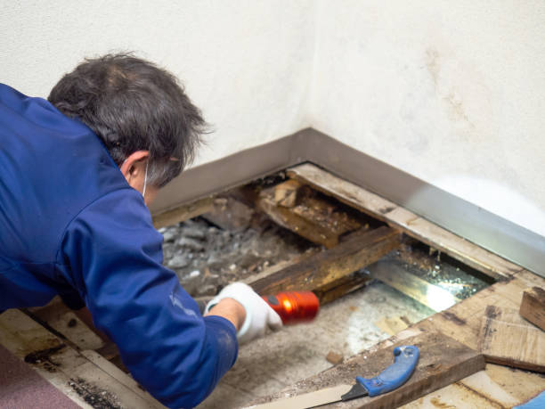 Best Mold Damage Repair  in El Portal, FL
