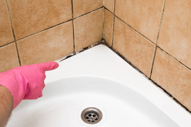Crawl Space Mold Removal in El Portal, FL